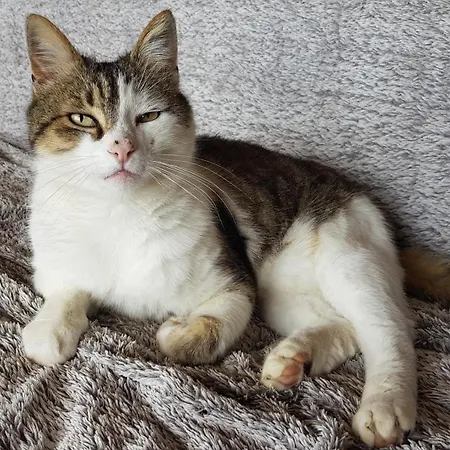 Bed & Breakfast Au Royaume Des Chats Soudorgues