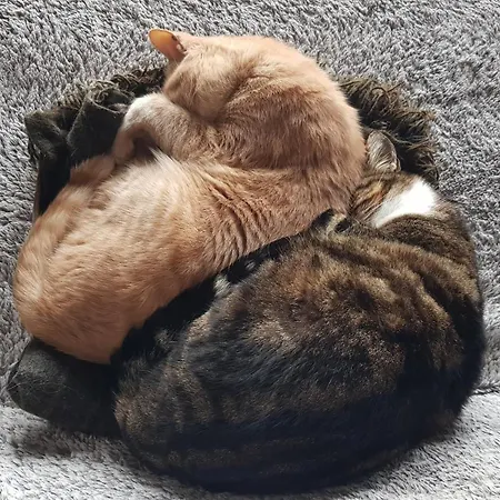 Couette-café Au Royaume Des Chats