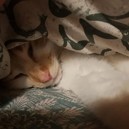 Bed & Breakfast Au Royaume Des Chats